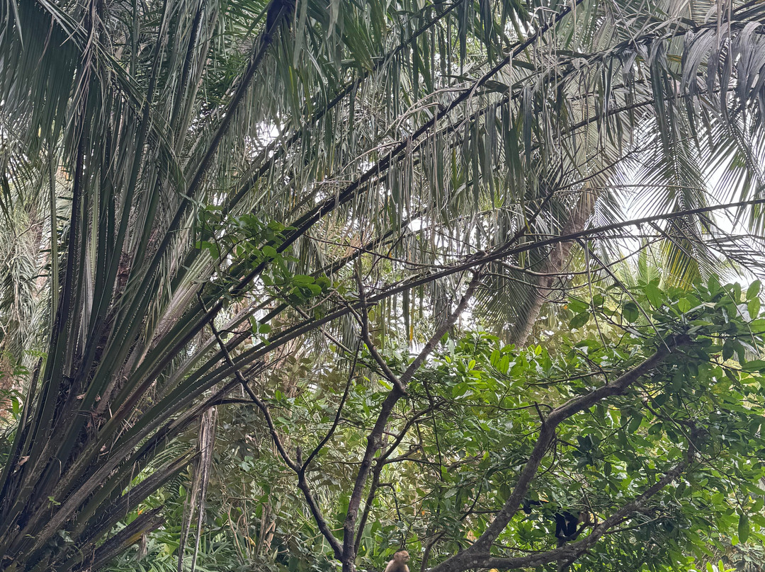 Manuel Antonio Mangrove Tours Cr-克波斯必去景点