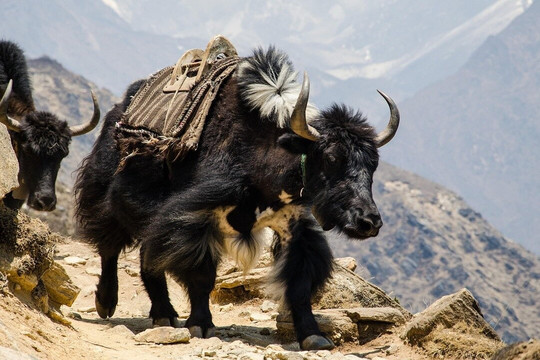 Budhanilkantha Travels