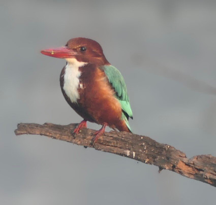 Arvind Singh-巴拉特浦必去景点