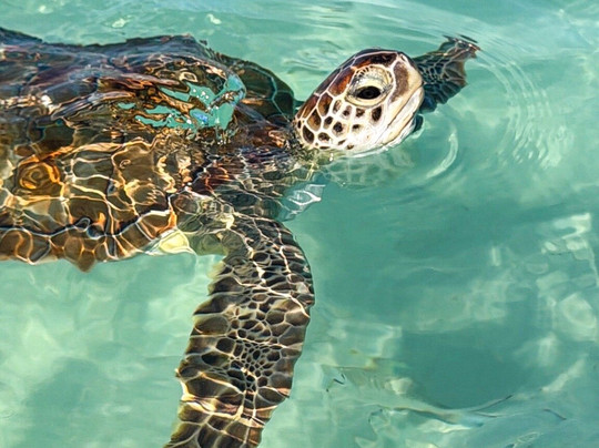 Spanish Wells SeaVentures Excursions | Harbour Island, Eleuthera, Bahamas Guide-Spanish Wells必去景点