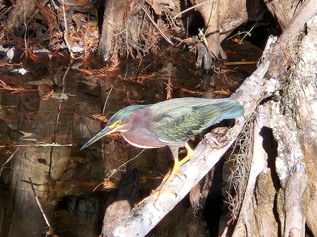 Lake Istokpoga-赛百灵必去景点