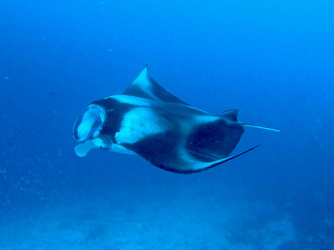 Himmafushi Scuba Adventure-Himmafushi Island必去景点