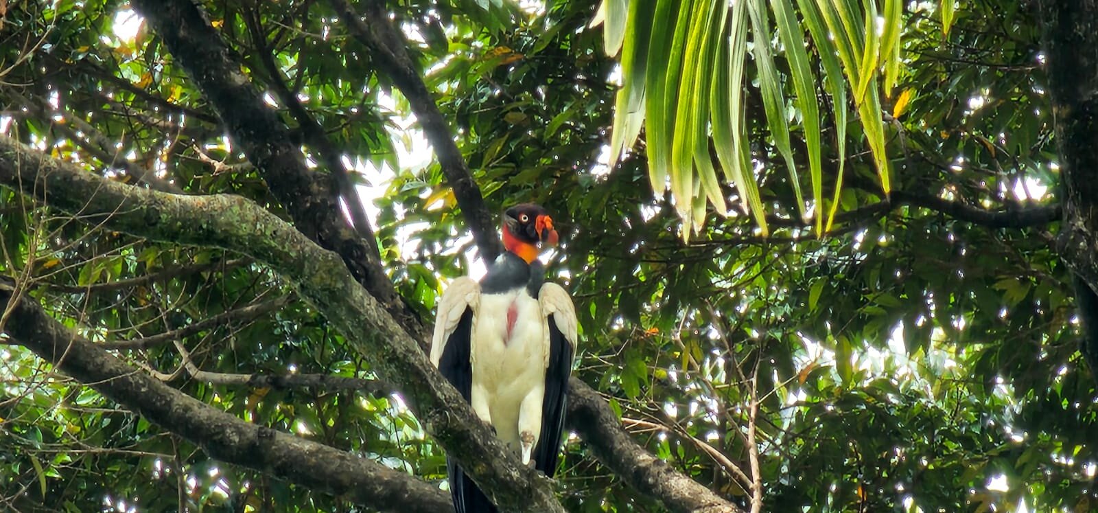 Villas Alturas-官方