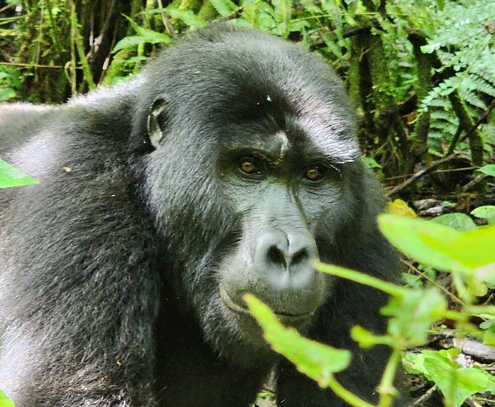 Mukiza Gorilla Expeditions-Kanungu必去景点