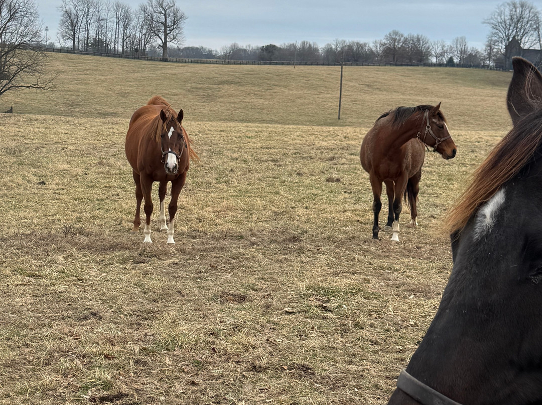 Mill Ridge Farm-列克星敦必去景点