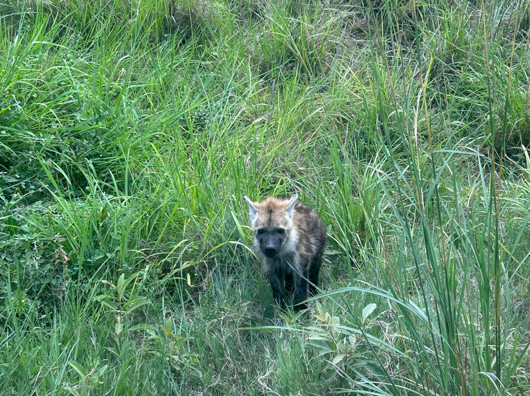 Southern Kruger Safaris-玛洛斯帕克必去景点