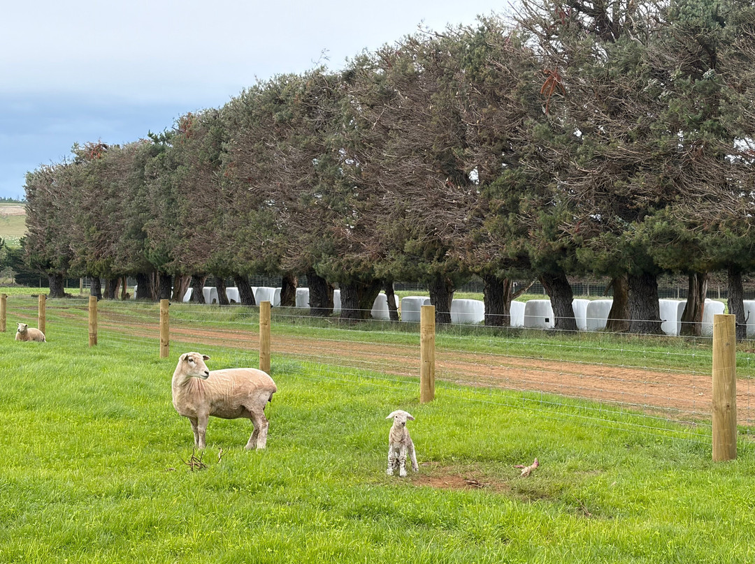 Woodstone Farm, Te Anau, New Zealand-蒂阿瑙必去景点