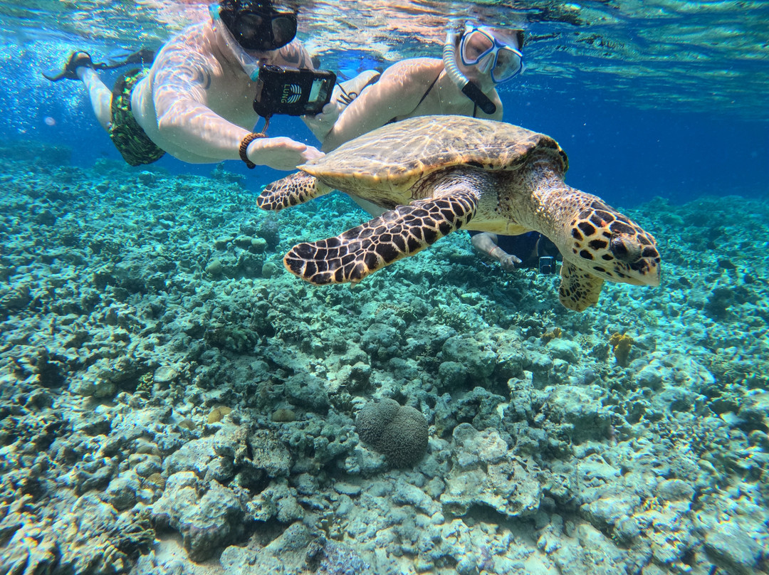 Menjangan Trip Snorkeling & Diving-Pejarakan必去景点