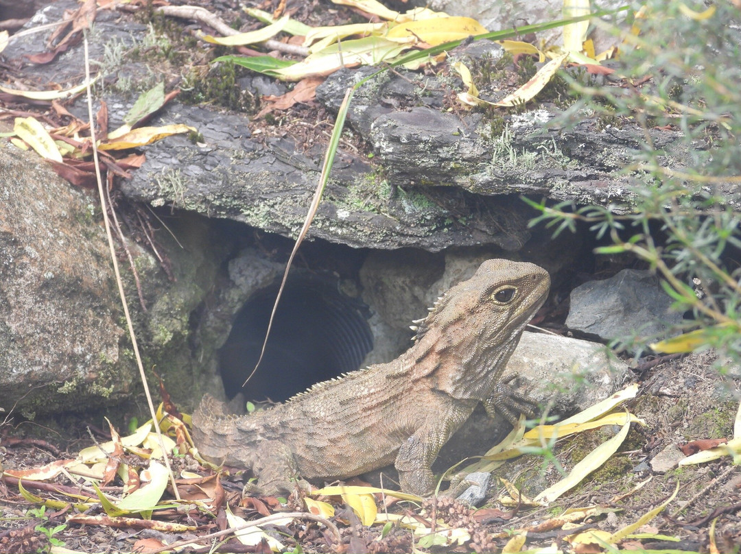 Orokonui Ecosanctuary-但尼丁必去景点