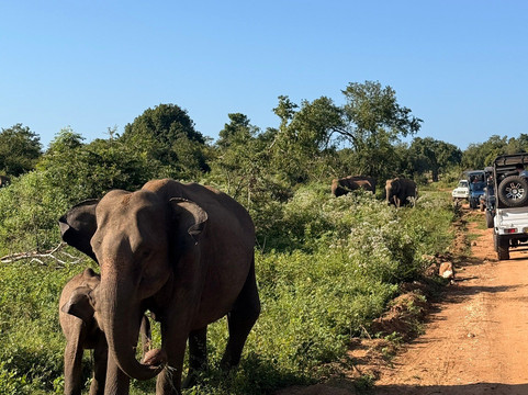 KIA Lanka Travels-康提必去景点