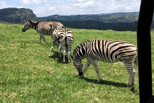 Phezulu Safari Park-德班必去景点