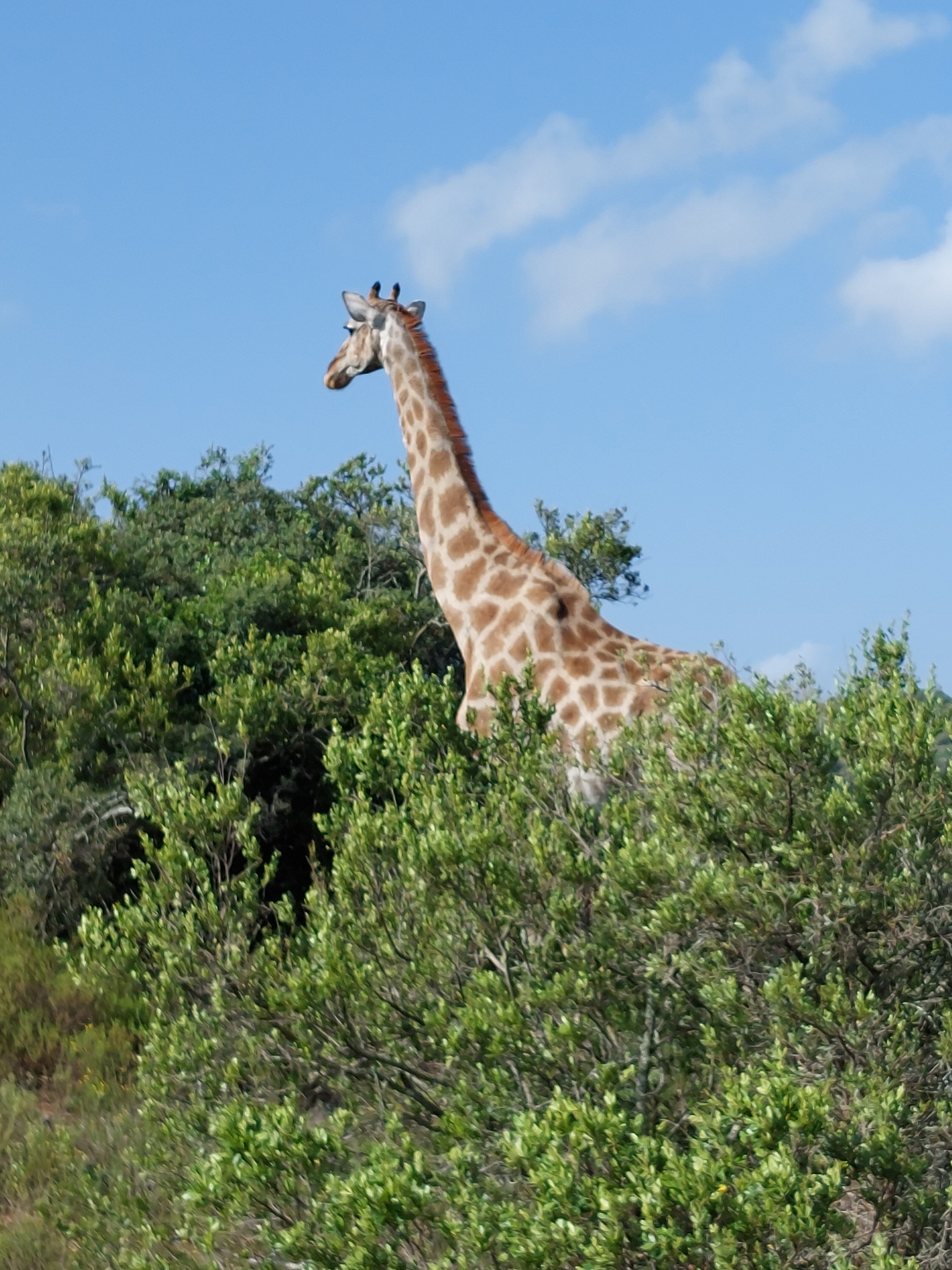 Schotia Safaris Private Game Reserve-官方