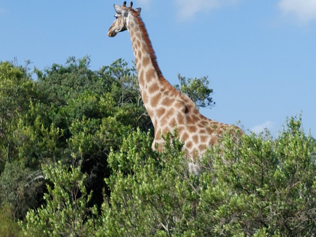 Schotia Safaris Private Game Reserve主图