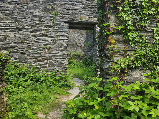 Plymbridge Woods-普利茅斯必去景点