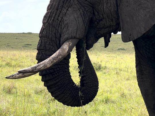 Bigfoot Adventures-内罗毕必去景点