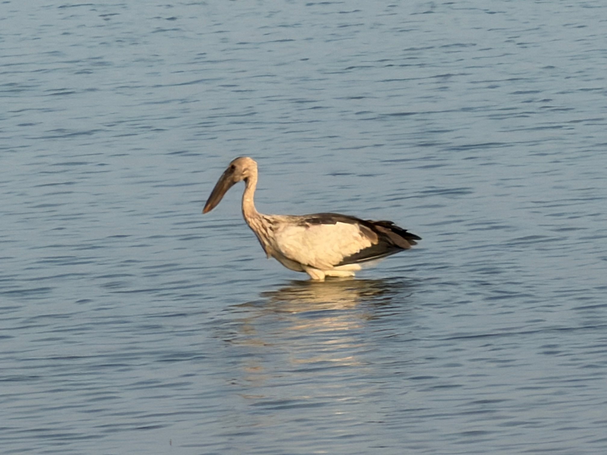 The Serai Kabini-官方