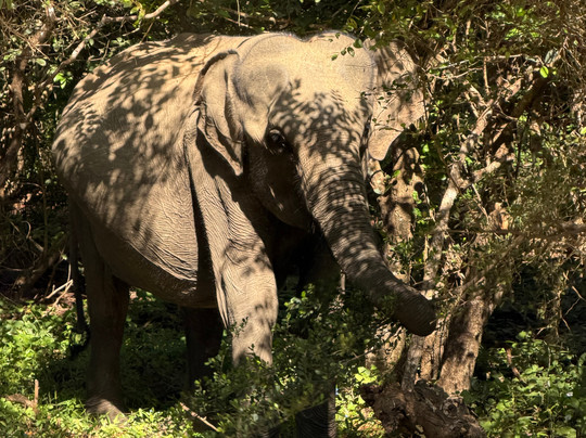 Spotting Trails-雅拉国家公园必去景点