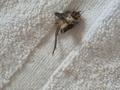 Le Mersenne Zanzibar, Autograph Collection主图