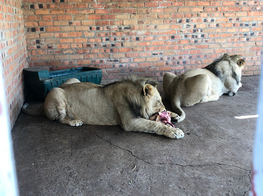 Zanchieta Wildlife Rescue Centre & Lodge-布隆方丹必去景点