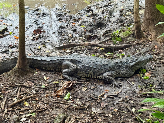 Croco Cun Zoo-从莫雷洛斯港必去景点