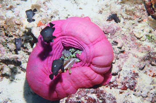 OK Maldives-马累必去景点