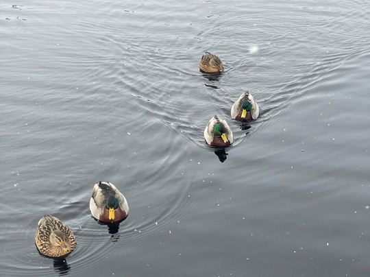 Caledonian Canal-因弗内斯必去景点