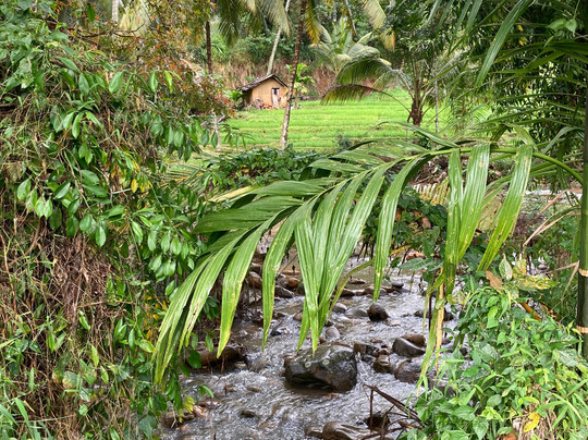 Kandy Trekking Tours-康提必去景点