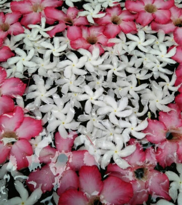 Kosgoda spice Garden 777-科斯戈德必去景点