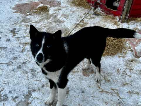 Northern Light Dog Adventure-Nordkjosbotn必去景点