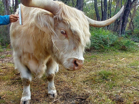 Highland Getaway-Ranelagh必去景点