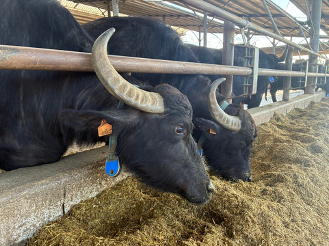 WorldTours-那不勒斯必去景点