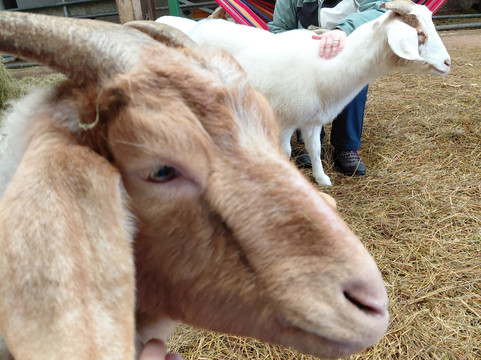 Cronkshaw Fold Farm-Rossendale必去景点