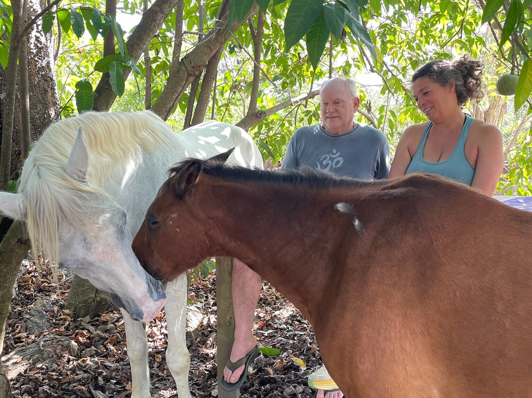 Horse Spirit Healing-Cabuya必去景点