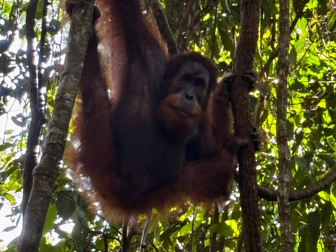 Local Guides-武吉拉旺必去景点
