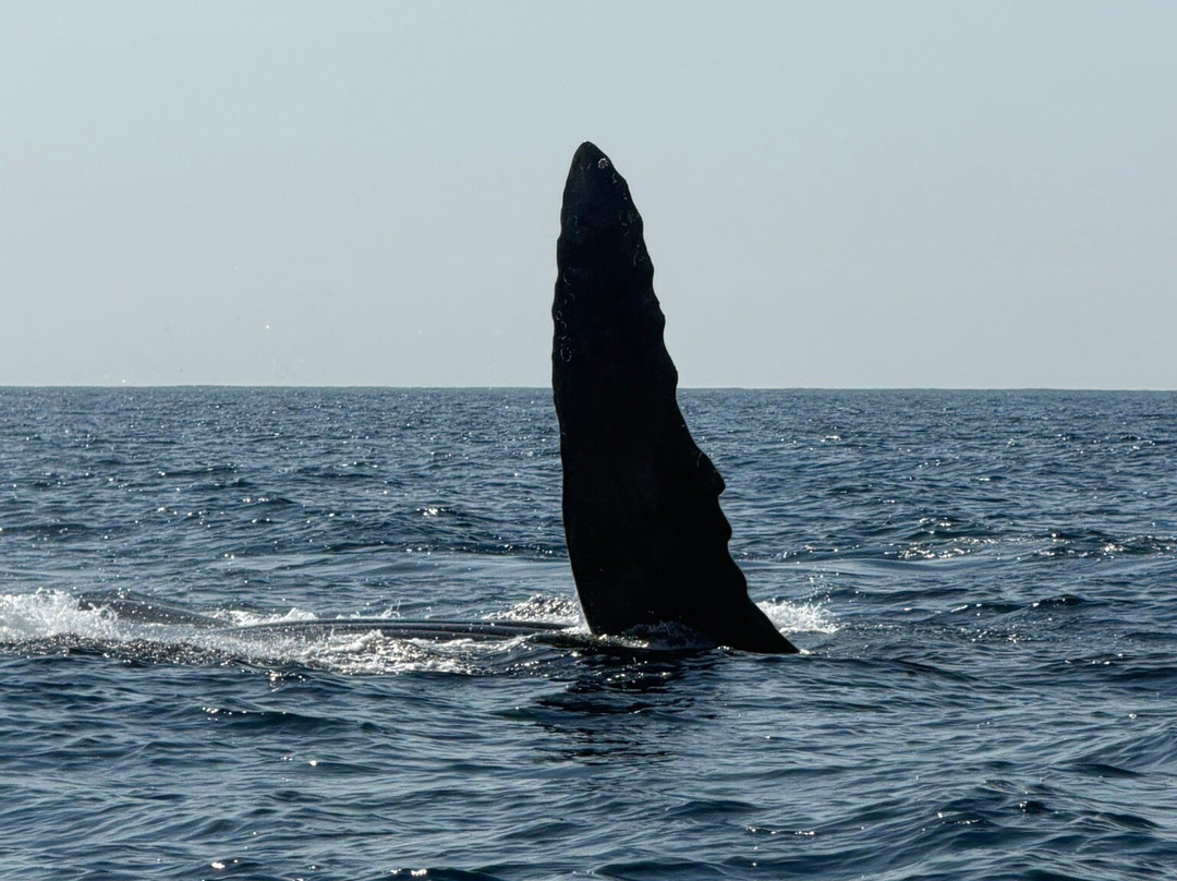 Dressel Divers Puerto Vallarta-蓬塔米塔必去景点