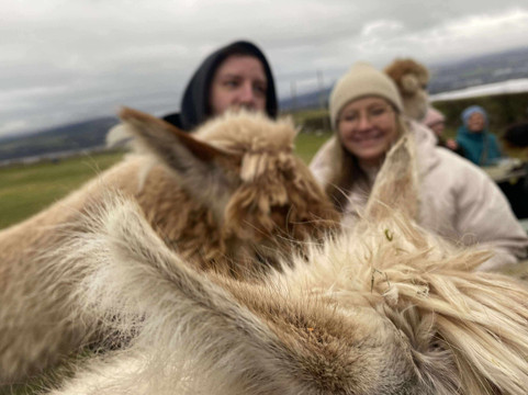 Larch Green Alpacas-格拉斯哥必去景点