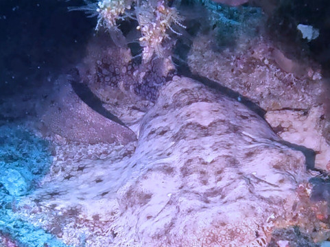 Papua Diving-Kri Island必去景点