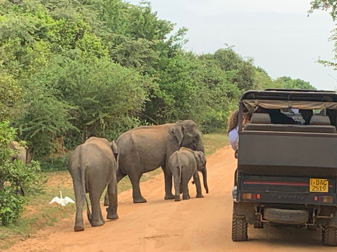 Yala National Park