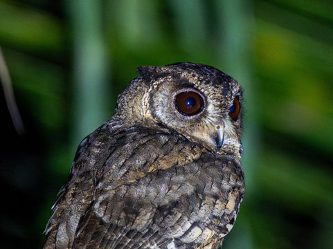 Elegant Tours Sri Lanka-Debarawewa必去景点