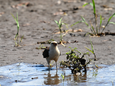 Crocodile Man Tour-哈科必去景点