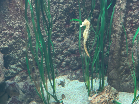 Malta National Aquarium-卡拉必去景点