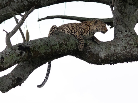 Tazama Africa Holidays-内罗毕必去景点