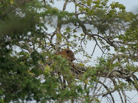 Ceylon Safari Tours-蒂瑟默哈拉默必去景点