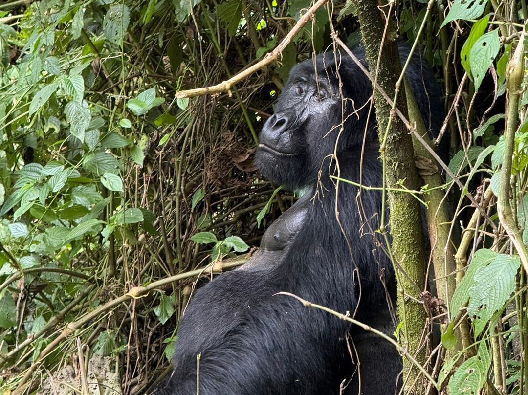 Trek Rwenzori Tours-Fort Portal必去景点