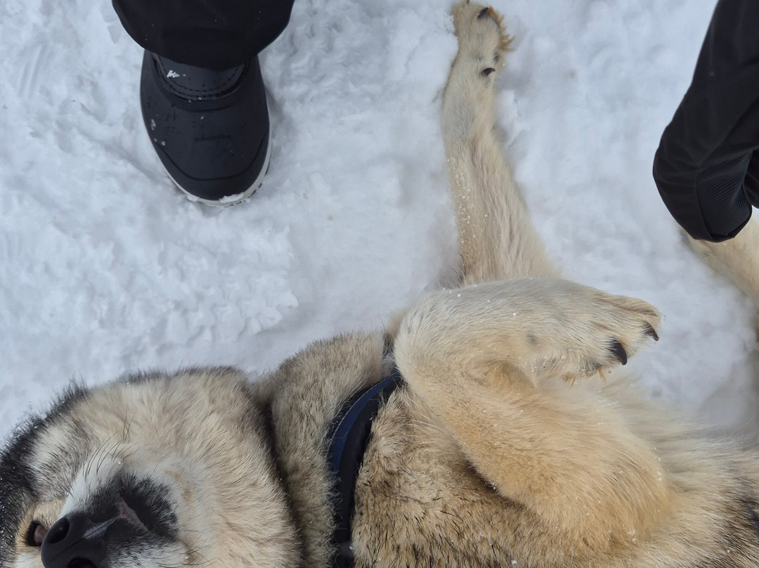 The Husky Experience Sestriere-Sestriere必去景点