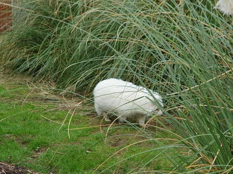 怀特岛动物园-桑当必去景点