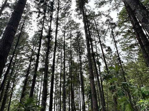 Masungi Georeserve-Rizal Province必去景点