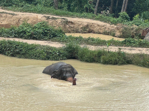 Hidden Forest Elephant Reserve-查龙必去景点