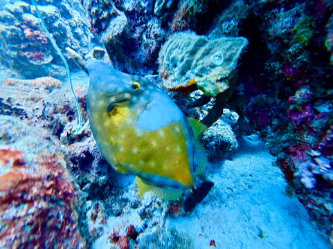 The Diveshop Curacao-威廉斯塔德必去景点