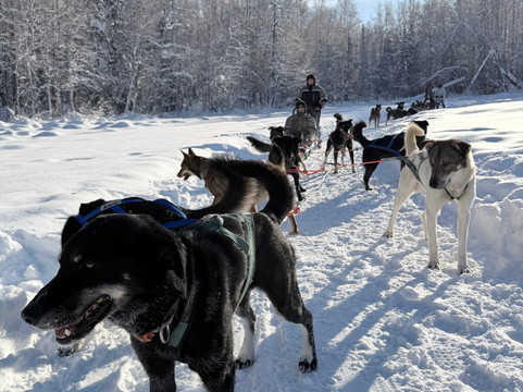 Snowhook Adventure Guides of Alaska-Willow必去景点